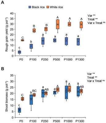 Optimizing phosphorus management to increase grain yield and nutritional quality while reducing phytic acid concentration in black rice (Oryza sativa L.)